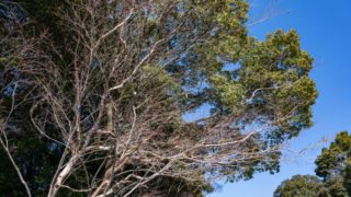 冬の木々と青空