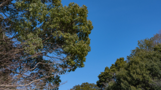 冬の木々と青空