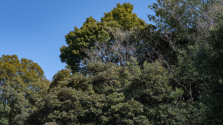 冬の木々と青空