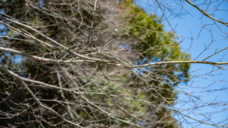 冬の木々と青空