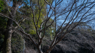 冬の木々と青空