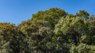 冬の木々と青空