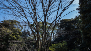 冬の木々と青空