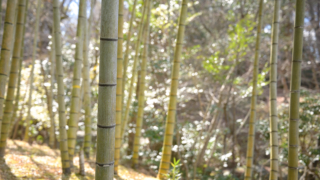 庭園内の竹林
