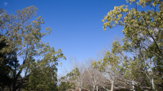 公園の木々と冬の青空