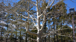 公園の木々と冬の青空