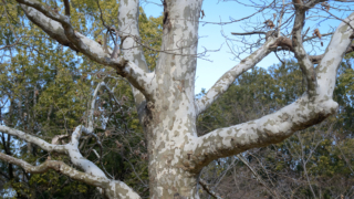 公園の木々と冬の青空