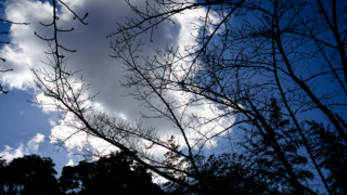 冬空と木々のシルエット