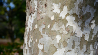 プラタナスの木肌