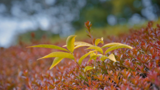 ベニカナメモチの生け垣