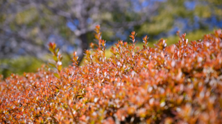 ベニカナメモチの生け垣