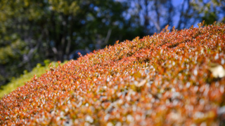 ベニカナメモチの生け垣