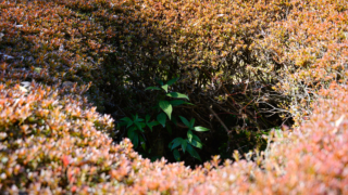 ベニカナメモチの生け垣