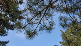松の枝と冬空