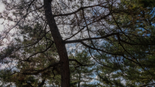 松の枝と冬空